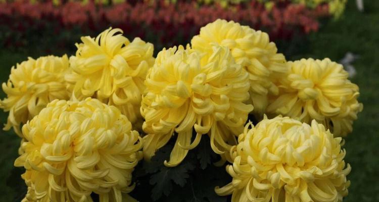 菊花的寓意有哪些？不同颜色和数量的菊花代表什么？