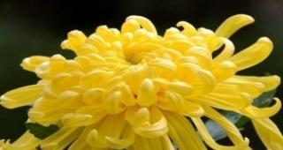菊花的花语有哪些含义？不同颜色的菊花代表什么？