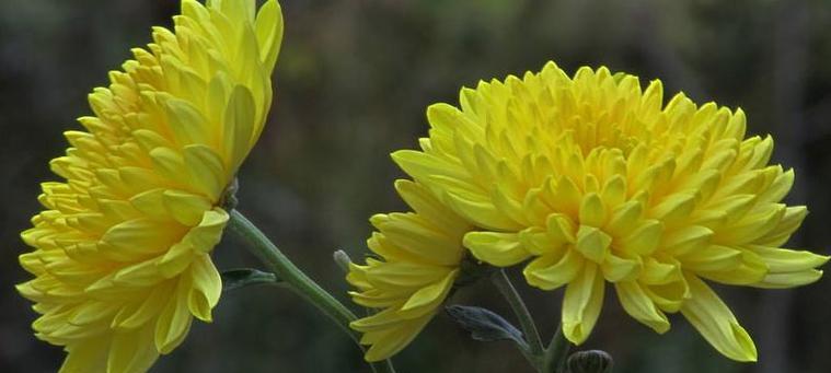 菊花的花语有哪些含义？不同颜色的菊花代表什么？