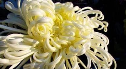 菊花花语是什么意思？不同颜色的菊花代表什么含义？