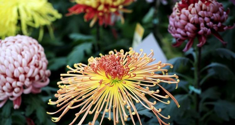 菊花是什么意思？菊花的花语和象征意义有哪些？