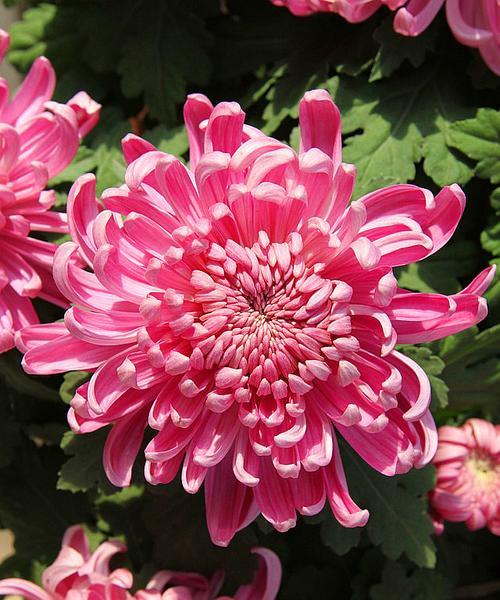 菊花是什么意思？菊花的花语和象征意义有哪些？