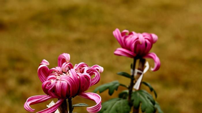 菊花在中国寓意是什么？菊花的象征意义有哪些？