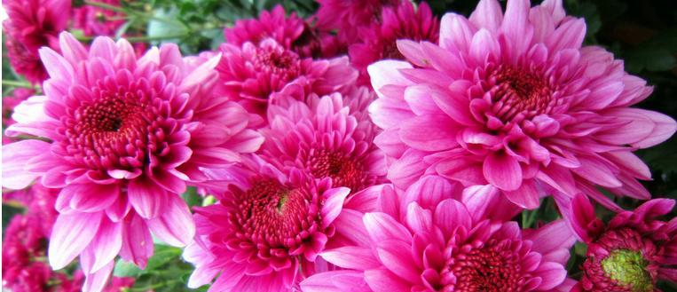 菊花在中国寓意是什么？菊花的象征意义有哪些？