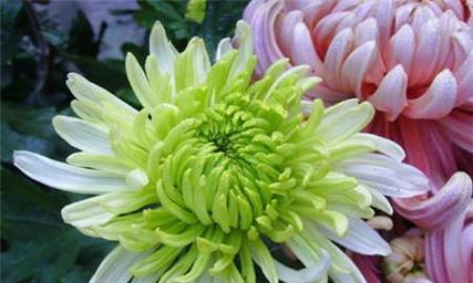 菊花在中国寓意是什么？菊花的象征意义有哪些？