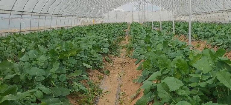 萝卜种植间距是多少？如何正确安排种植距离以提高产量？