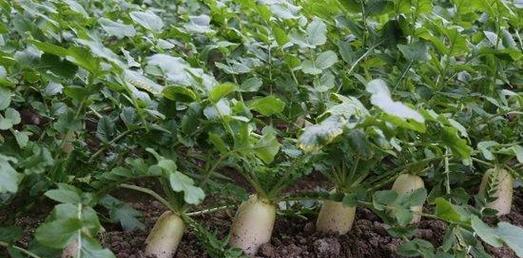 萝卜种植的最佳时间和方法是什么？