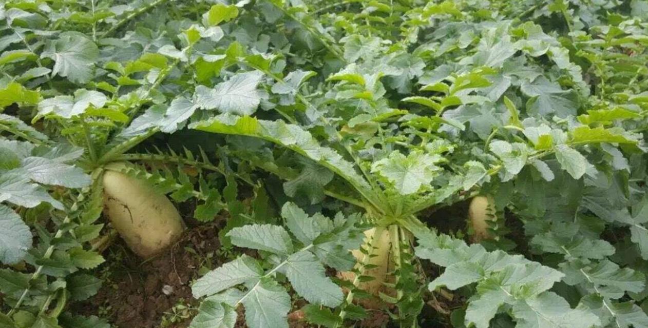 萝卜种植的最佳时间和方法是什么？