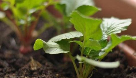 萝卜种植和收获的最佳时间是什么时候？常见问题有哪些？