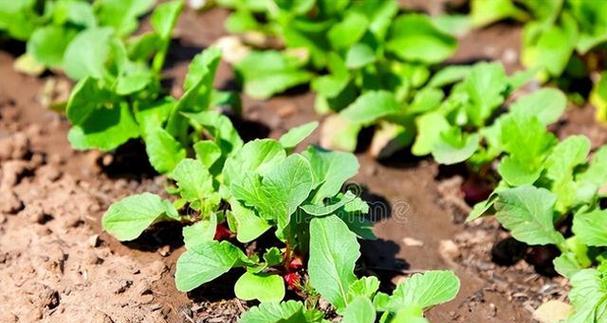 萝卜的最佳种植时间是什么时候？生长期需要多久？
