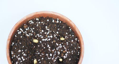 萝卜种子催芽方法是什么？如何正确进行萝卜种子催芽？