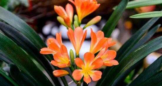 君子兰花语是什么？了解君子兰的象征意义和花语含义？