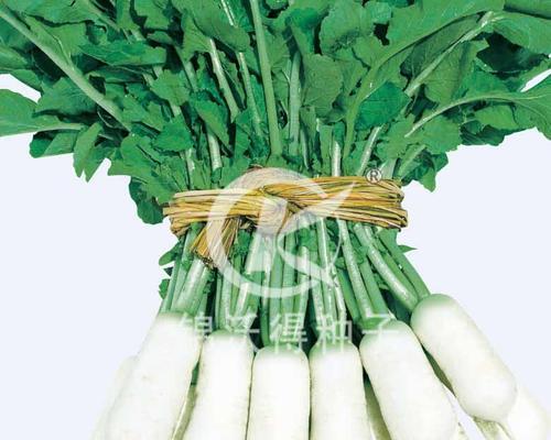 萝卜种子能食用吗？食用萝卜种子的正确方法是什么？