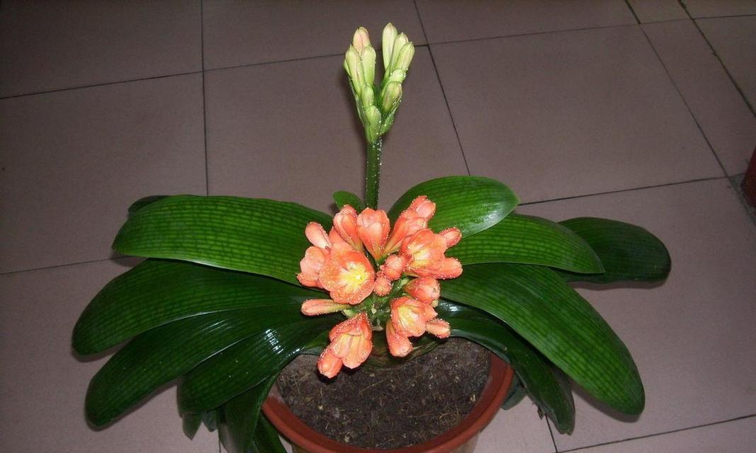 君子兰花语是什么？了解君子兰的象征意义和花语含义？