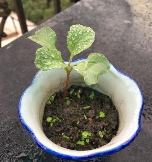 萝卜种子是怎么来的？购买和种植的常见问题解答？