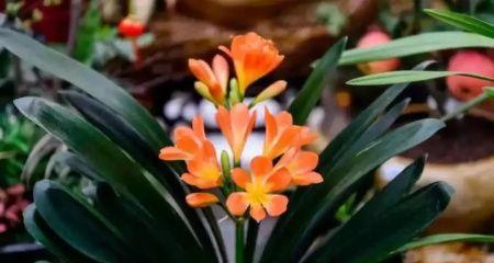 君子兰开花寓意是什么？如何正确解读其象征意义？