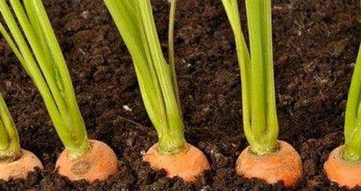 萝卜种子怎么种植？种植过程中需要注意哪些问题？