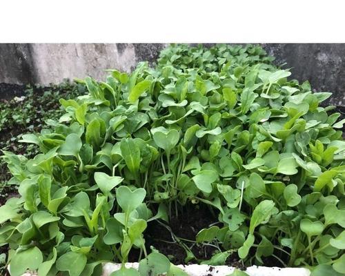 萝卜种子怎么种植？种植过程中需要注意哪些问题？