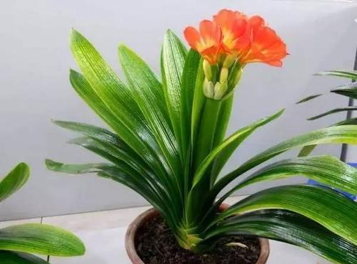 君子兰突然开花代表什么？花语和寓意是什么？