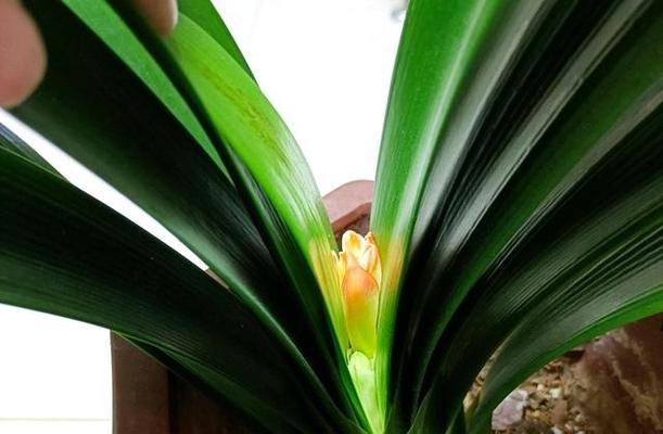 君子兰突然开花代表什么？花语和寓意是什么？