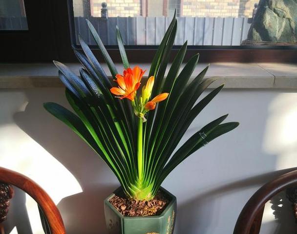 君子兰突然开花意味着什么？有哪些可能的解释？