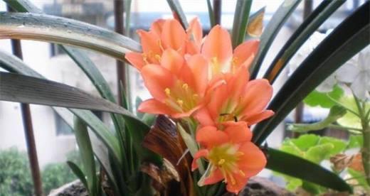 君子兰突然开花意味着什么？有哪些可能的解释？