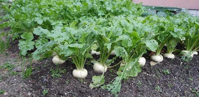 萝卜种子什么时候种植最好？如何正确种植？
