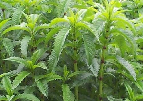 螺丝菜几月份种植合适？最佳种植时间是什么时候？