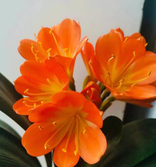 君子兰寓意是什么？花语有哪些含义？