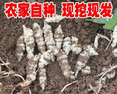螺丝菜几月份种植合适？最佳种植时间是什么时候？