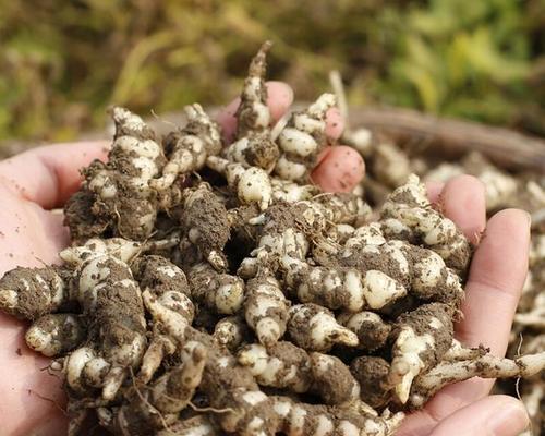 螺丝菜几月份种植合适？最佳种植时间是什么时候？