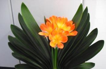 君子兰的寓意是什么？花语和象征意义有哪些？