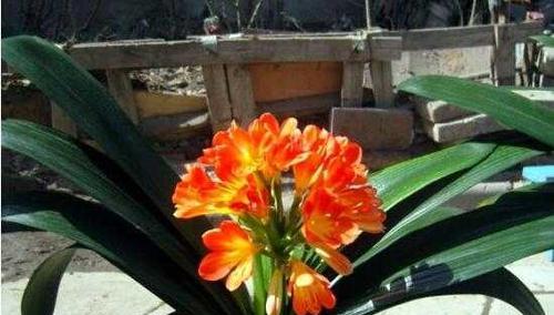 君子兰的寓意是什么？花语和象征意义有哪些？