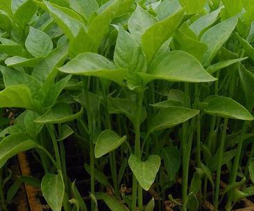 螺丝椒最佳种植时间是什么时候？如何确保高产？