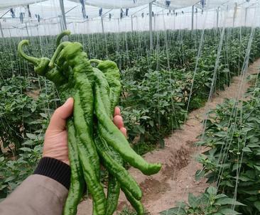螺丝椒最佳种植时间是什么时候？如何确保高产？