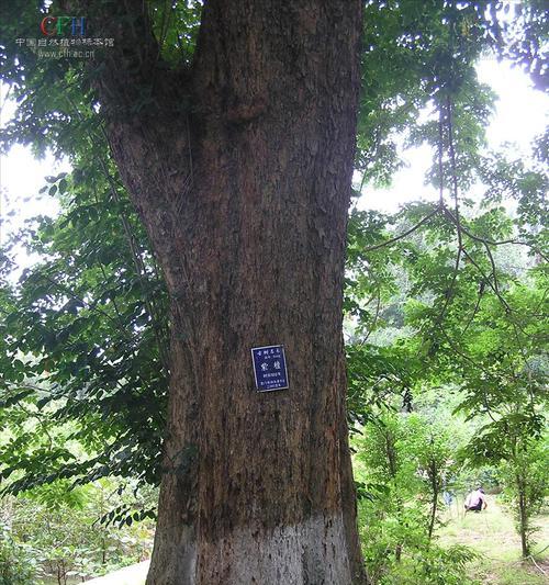 螺穗木是什么木材？它的特点和用途有哪些？