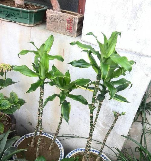 螺纹铁叶子蔫了怎么办？如何快速恢复植物活力？