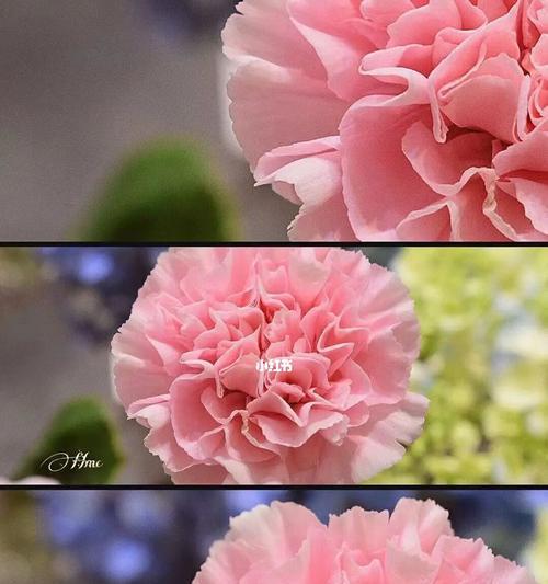 康乃馨不同颜色的花语是什么？每种颜色的康乃馨代表什么含义？