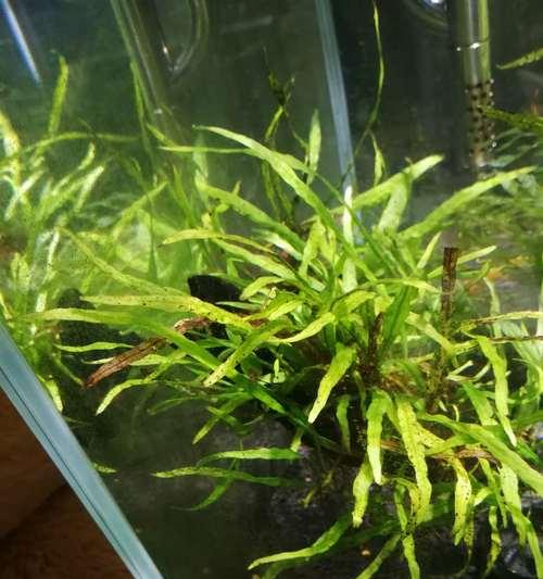 螺纹铁叶子蔫了怎么办？如何快速恢复植物活力？