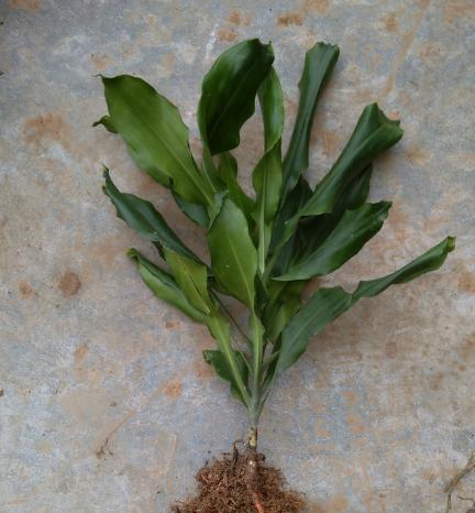 螺蛳壳能用作肥料吗？如何正确使用螺蛳壳作为肥料？