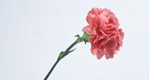 康乃馨的花语是什么？它代表了哪些含义？