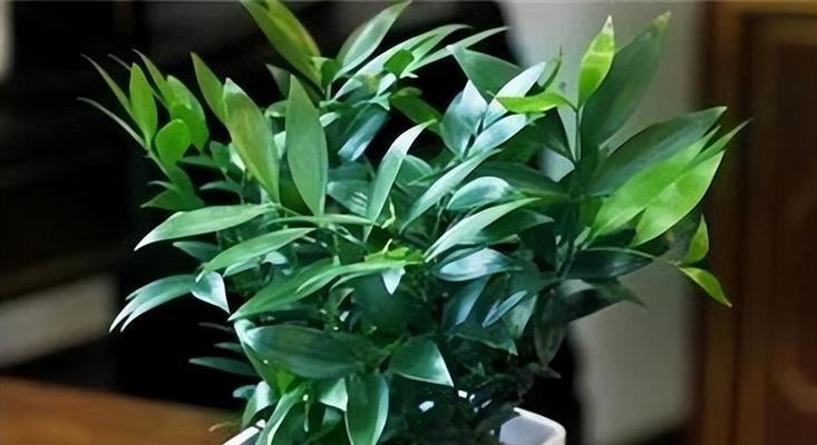 罗汉柴叶子干枯了怎么办？如何有效处理和预防？