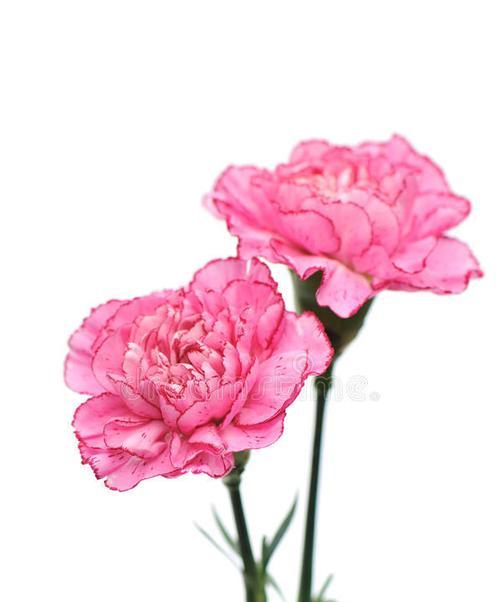 康乃馨的花语是什么？不同颜色的康乃馨代表什么含义？