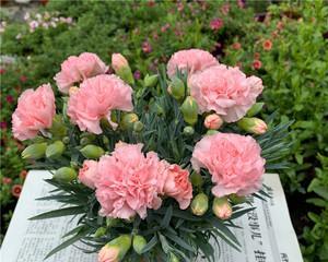 康乃馨的花语是什么？不同颜色的康乃馨代表什么含义？