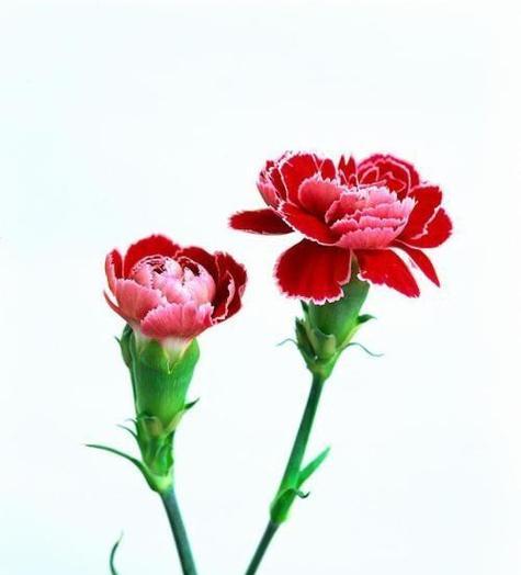 康乃馨的花语是什么意思？不同颜色的康乃馨花语有何不同？