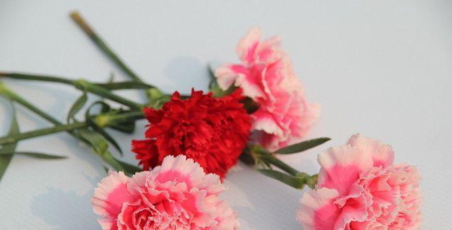 康乃馨的花语是什么意思？不同颜色的康乃馨花语有何不同？