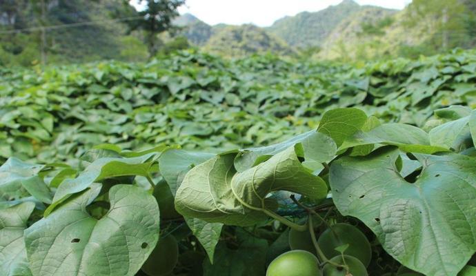 罗汉果核能吃吗？食用罗汉果核的正确方法是什么？