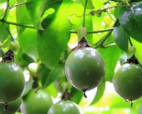 罗汉果几年结果实？种植罗汉果需要多长时间才能收获？