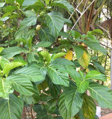 罗汉果几年结果实？种植罗汉果需要多长时间才能收获？