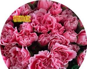 康乃馨的颜色分别代表什么？不同颜色康乃馨的含义是什么？
